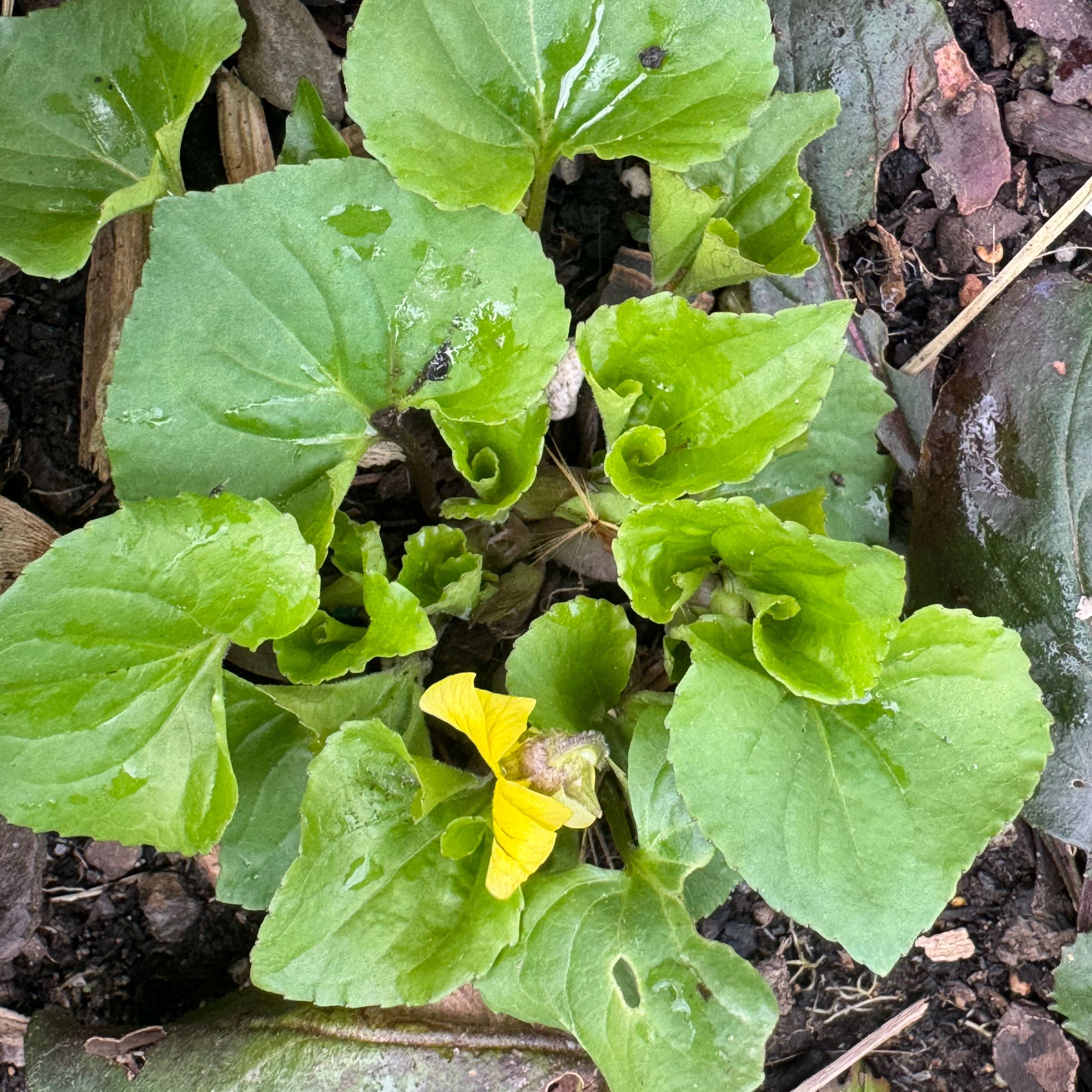 Photo of the plant species Smooth Yellow Violet by @NeatTitanarum95 named Sanders on Greg, the plant care app