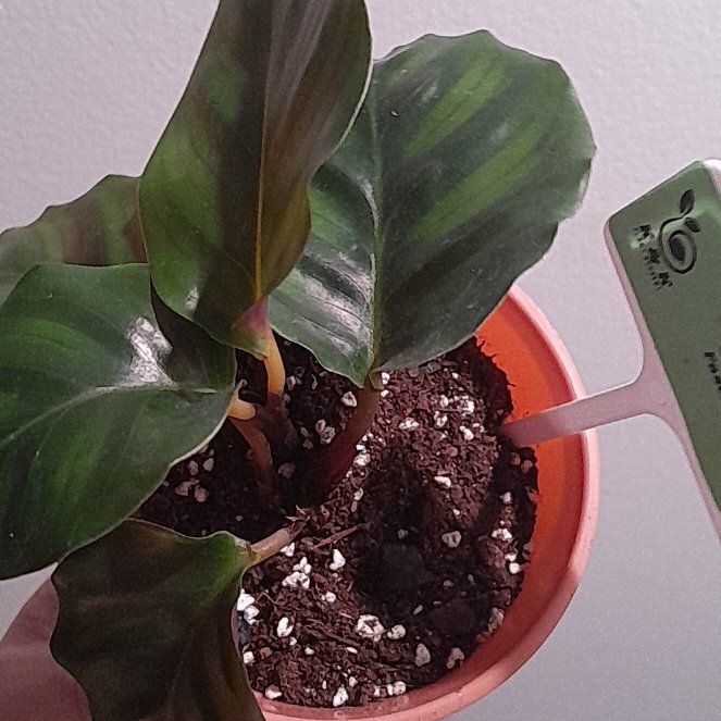 Photo of the plant species Rotundifolia by @BabyBlinks54 named Peter Parker on Greg, the plant care app