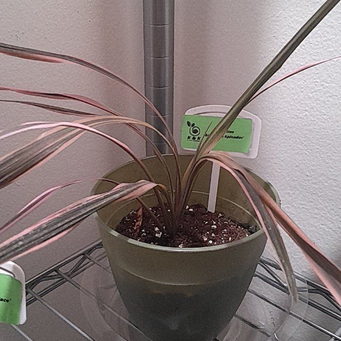 Photo of the plant species Southern Splendor Cordyline by @BabyBlinks54 named Marilyn on Greg, the plant care app