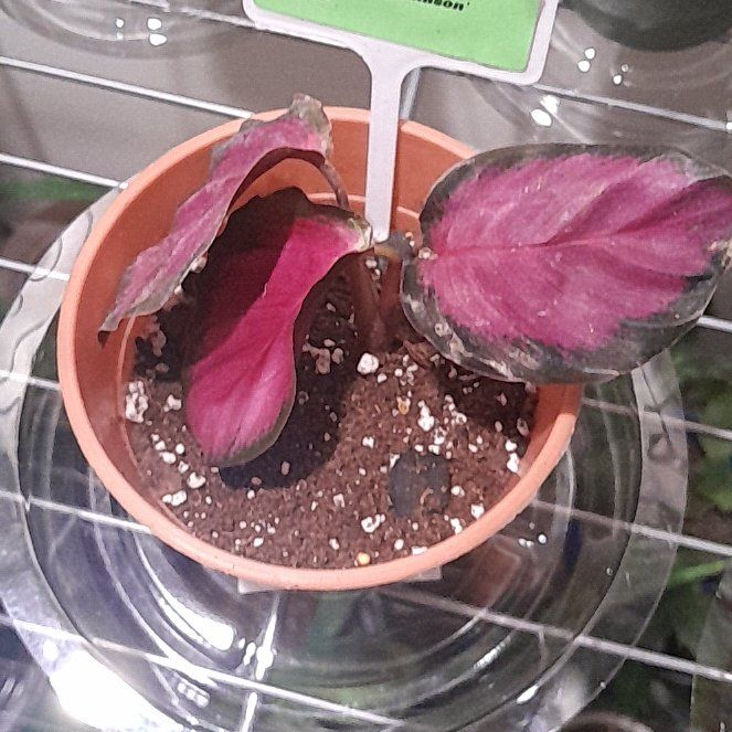 Photo of the plant species Crimson Calathea by @BabyBlinks54 named da Vinci on Greg, the plant care app