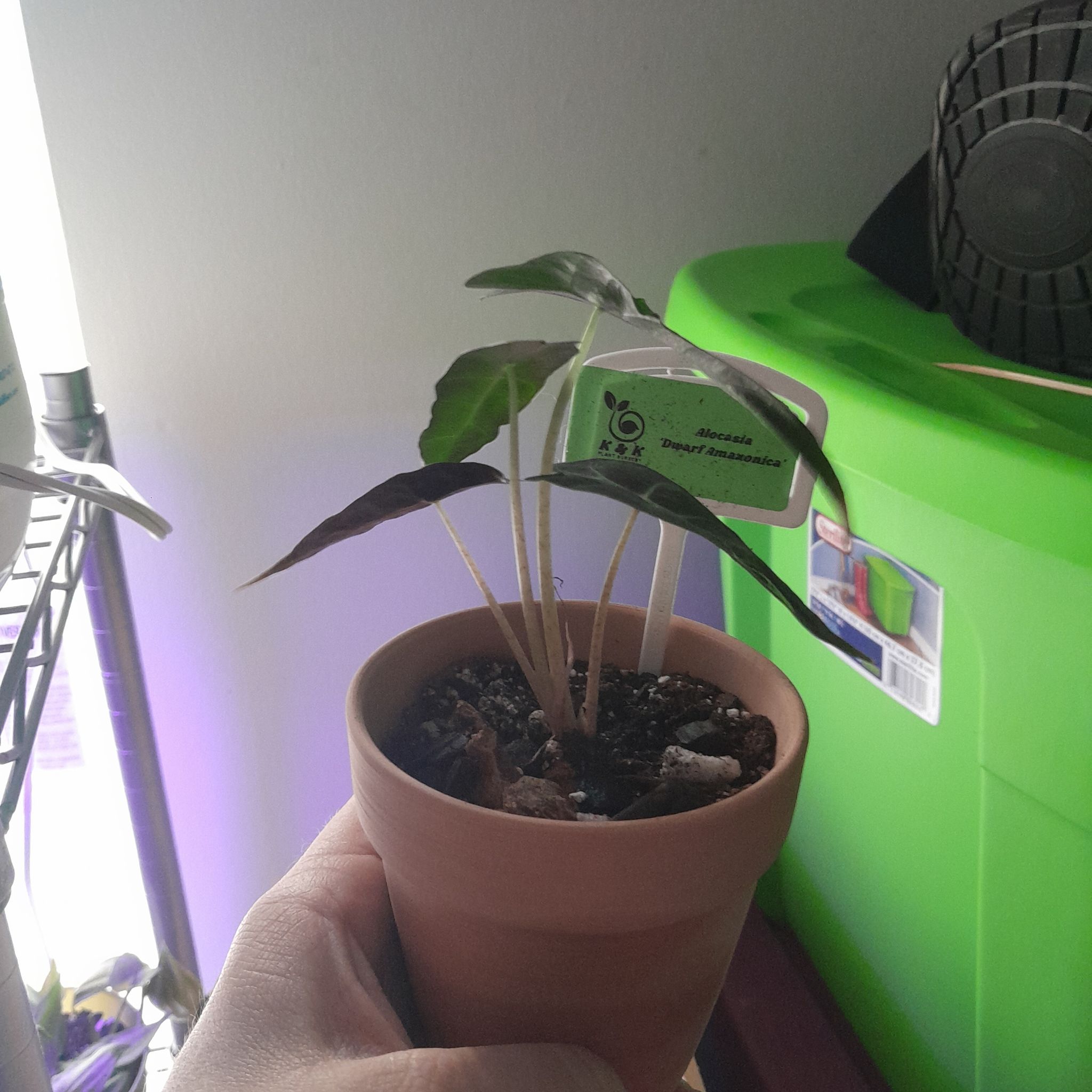 Photo of the plant species African Mask by @BabyBlinks54 named Kobe on Greg, the plant care app