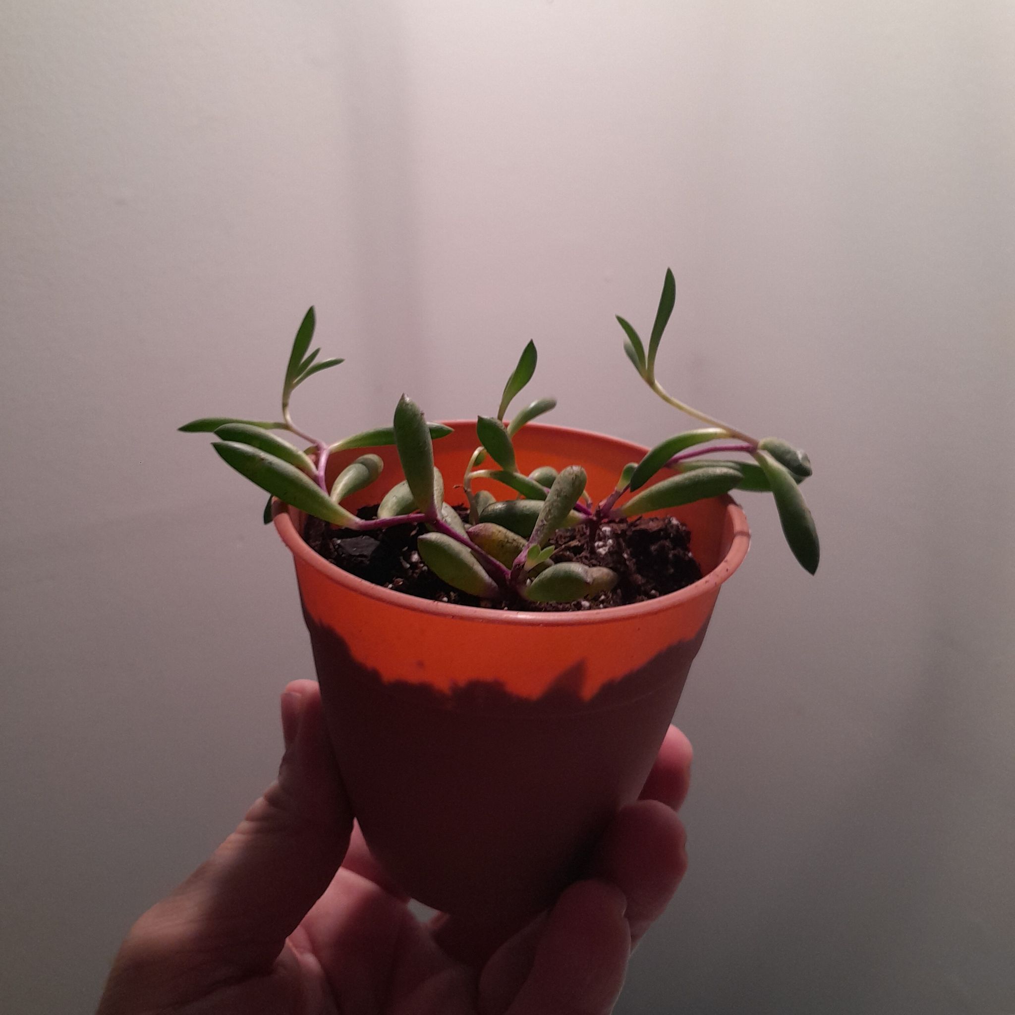 Photo of the plant species Ruby Necklace Plant by @BabyBlinks54 named Gomez on Greg, the plant care app