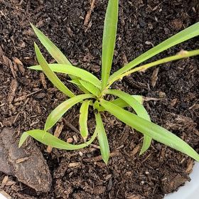 Photo of the plant species Hawaiian Spider Plant by @UpbeatPeanut99 named Emerson on Greg, the plant care app