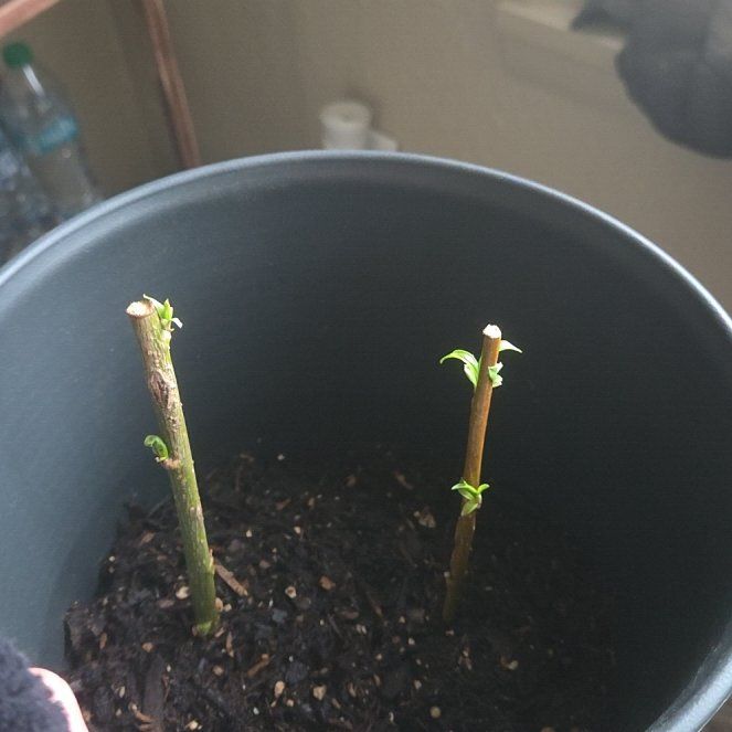Photo of the plant species Weeping Willow Bonsai Tree by @ZealTagetes27 named Mando on Greg, the plant care app
