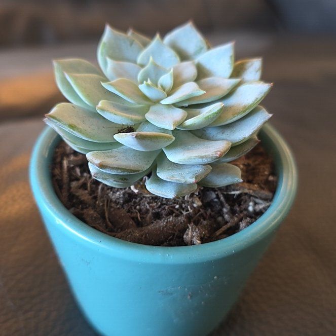 Photo of the plant species Echeveria peacockii hybrid by @HipCacto92 named Huckleberry Fern on Greg, the plant care app