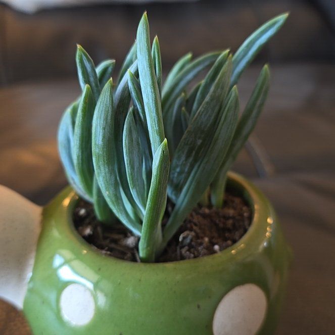 Photo of the plant species Blue Chalk Stick by @HipCacto92 named Lavender on Greg, the plant care app
