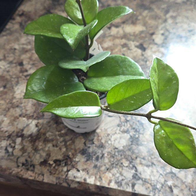 Photo of the plant species Carnosa Freckles Splash by @HipCacto92 named Sonora on Greg, the plant care app