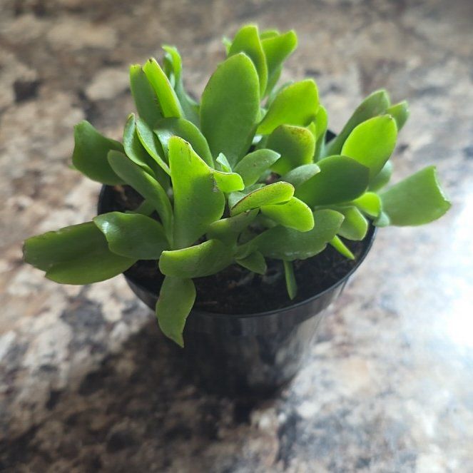 Photo of the plant species Ripple Jade™️ by @HipCacto92 named Sproutacus on Greg, the plant care app