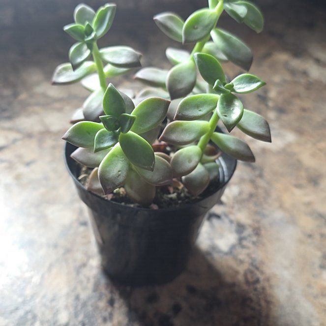 Photo of the plant species Graptosedum 'Vera Higgins' by @HipCacto92 named Planty on Greg, the plant care app