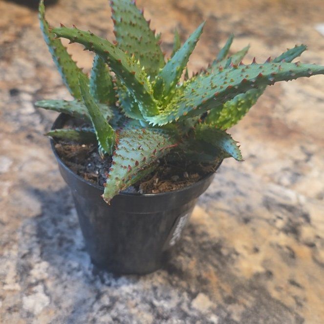 Photo of the plant species Aloe 'AJR' by @HipCacto92 named Gregarious on Greg, the plant care app