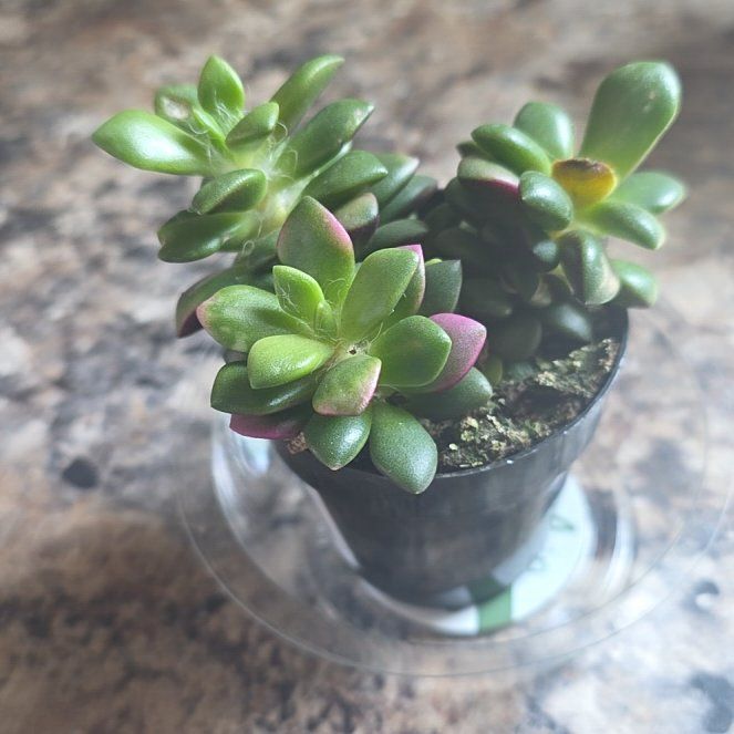Photo of the plant species Anacampseros telephiastrum 'Variegata' by @HipCacto92 named Ana on Greg, the plant care app