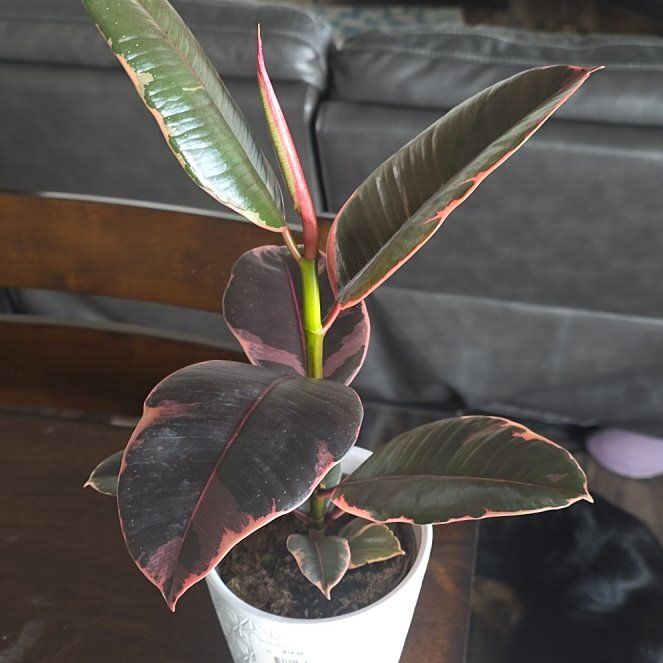 Photo of the plant species Rubber Plant 'Belize' by @HipCacto92 named Ruby on Greg, the plant care app