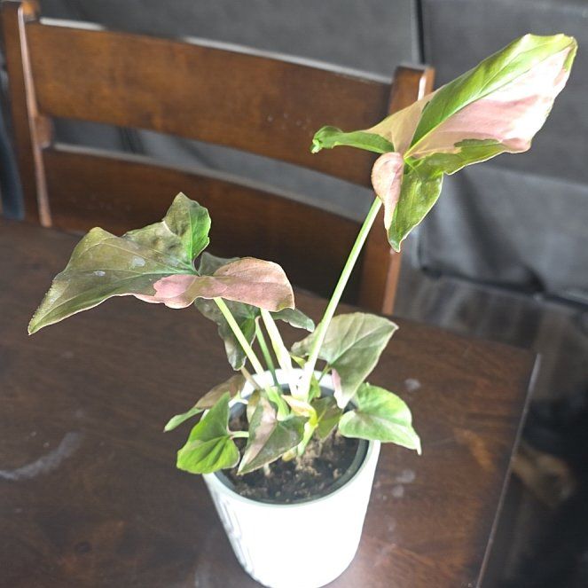 Photo of the plant species Pink Splash Arrowhead Vine by @HipCacto92 named Navajo on Greg, the plant care app