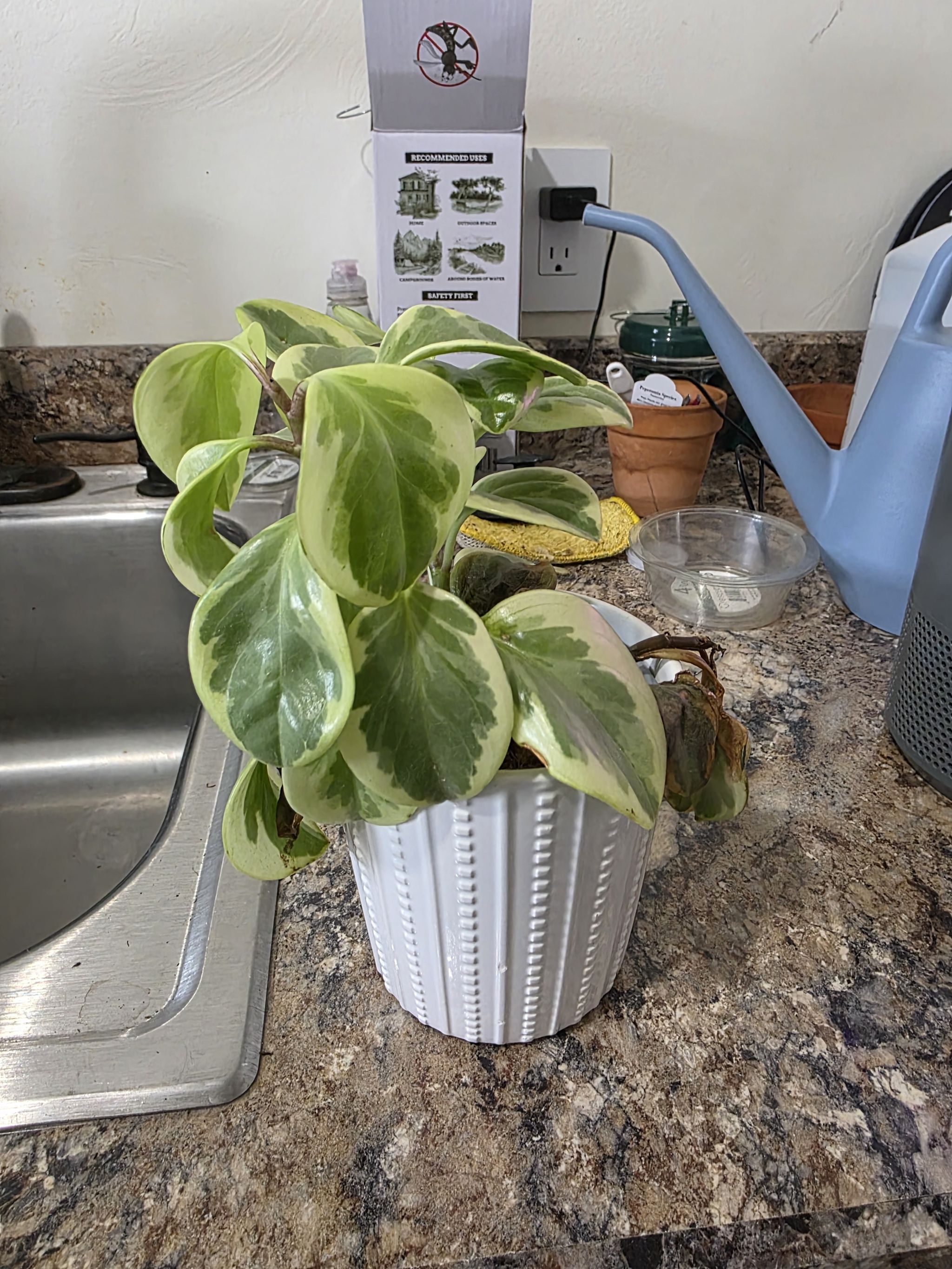 Photo from the post