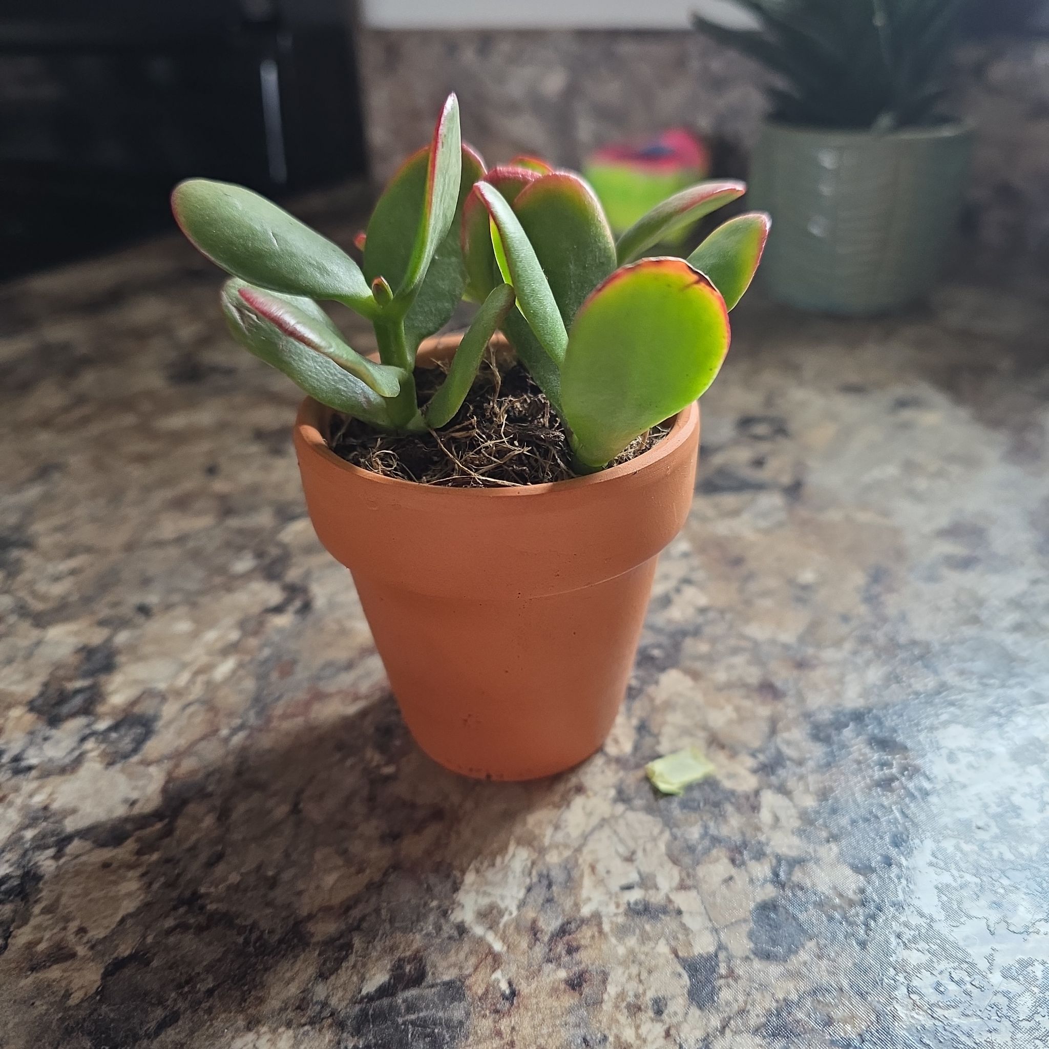 Photo of the plant species Golden Jade by @HipCacto92 named Baesil on Greg, the plant care app