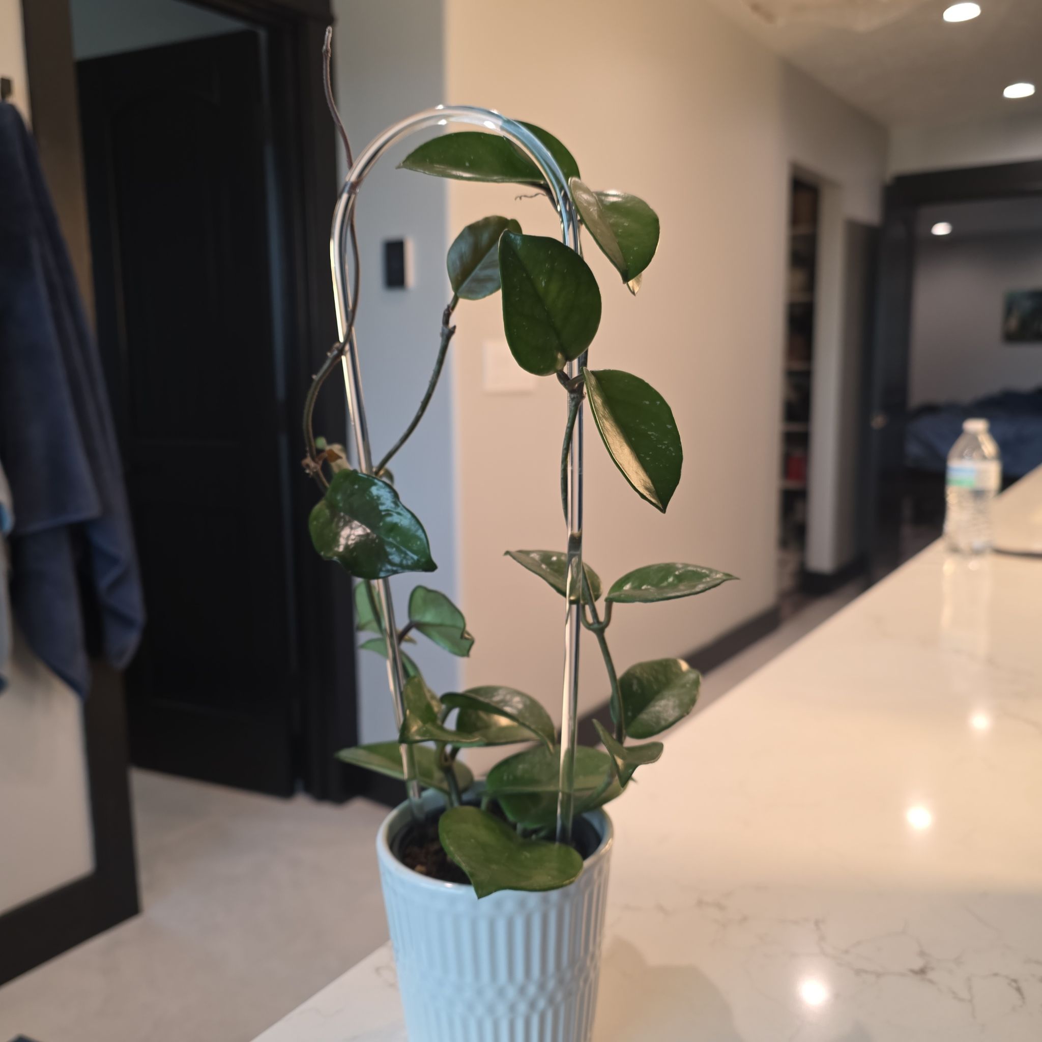 Photo of the plant species Carnosa Freckles Splash by @HipCacto92 named Sonora on Greg, the plant care app
