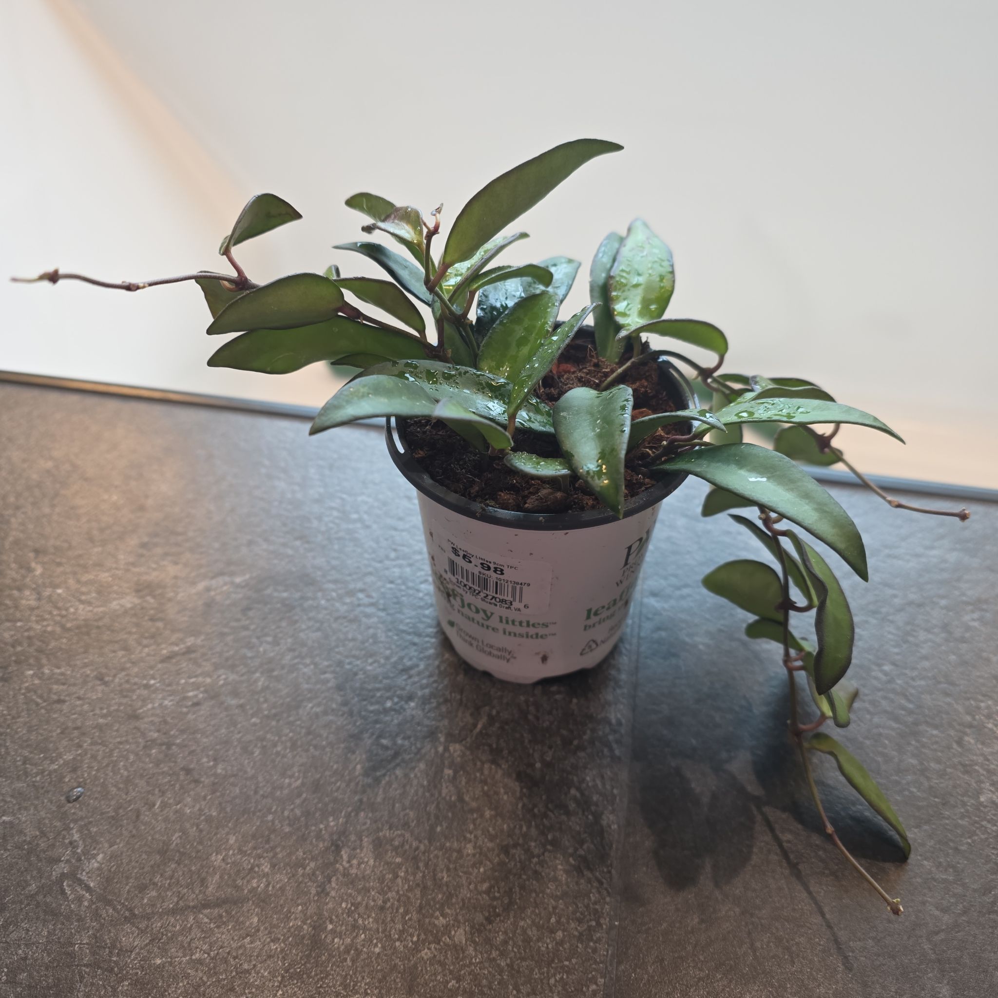 Photo of the plant species Hoya rosita 'Adrift' by @HipCacto92 named Willow on Greg, the plant care app