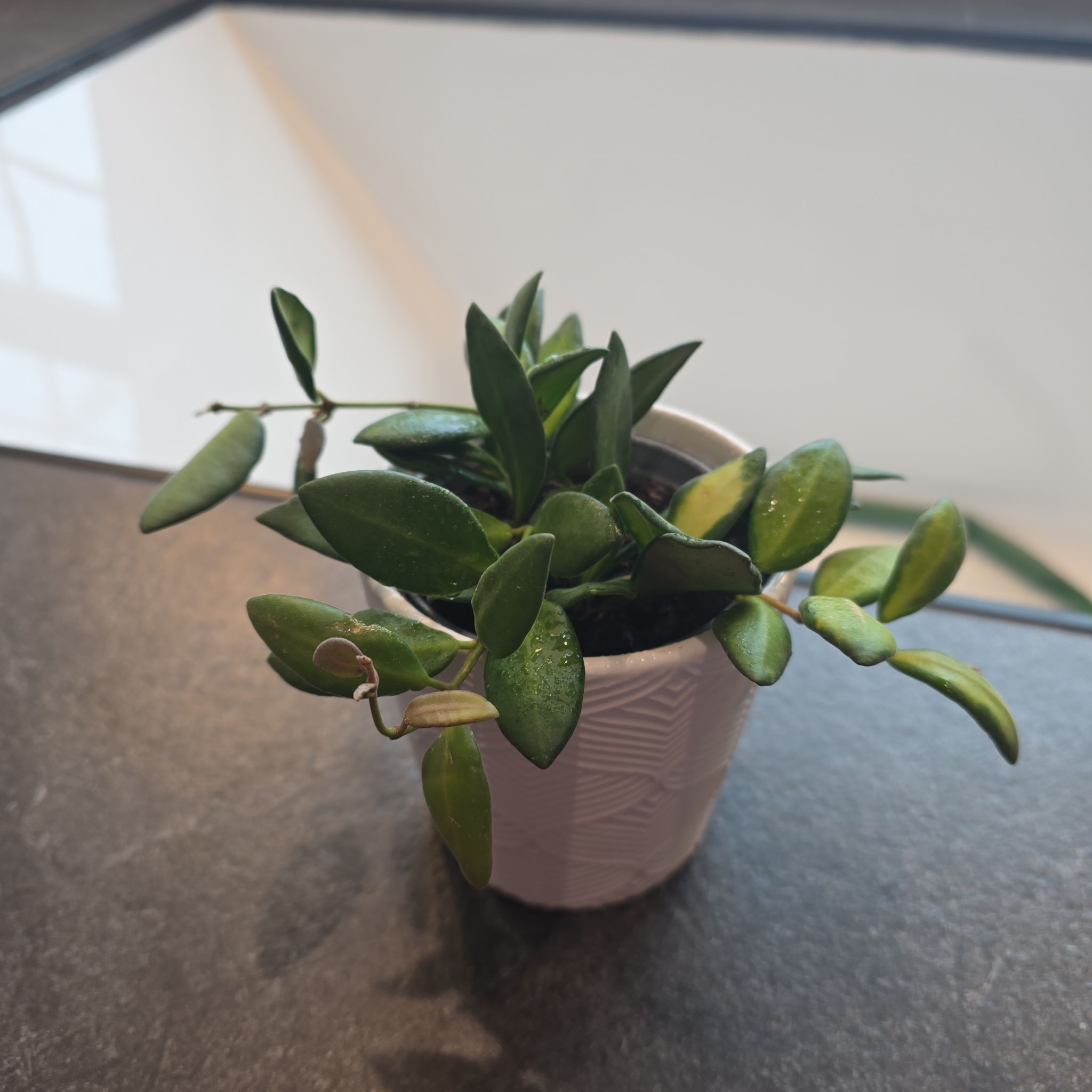 Photo of the plant species Hoya sp. aff. burtoniae by @HipCacto92 named Coco on Greg, the plant care app