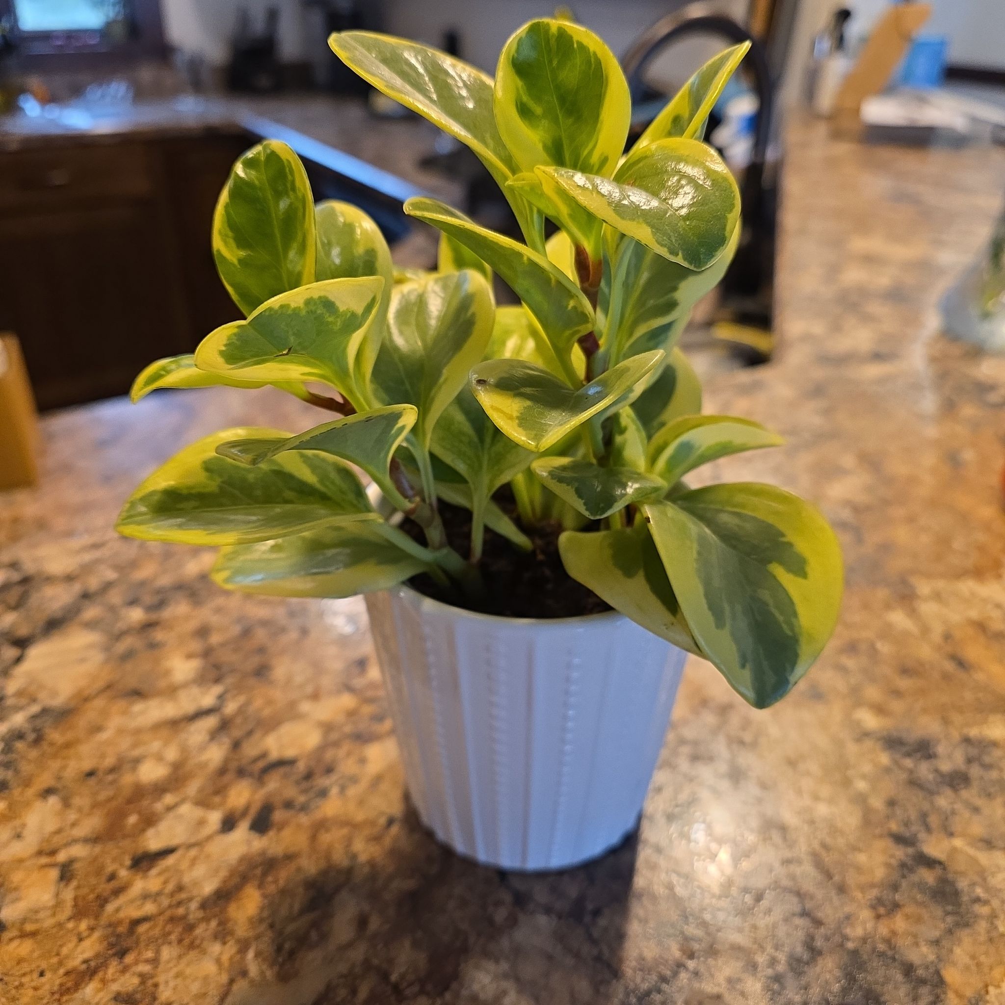 Photo of the plant species Peperomia 'Sweet and Sour™' by @HipCacto92 named Aristotle on Greg, the plant care app
