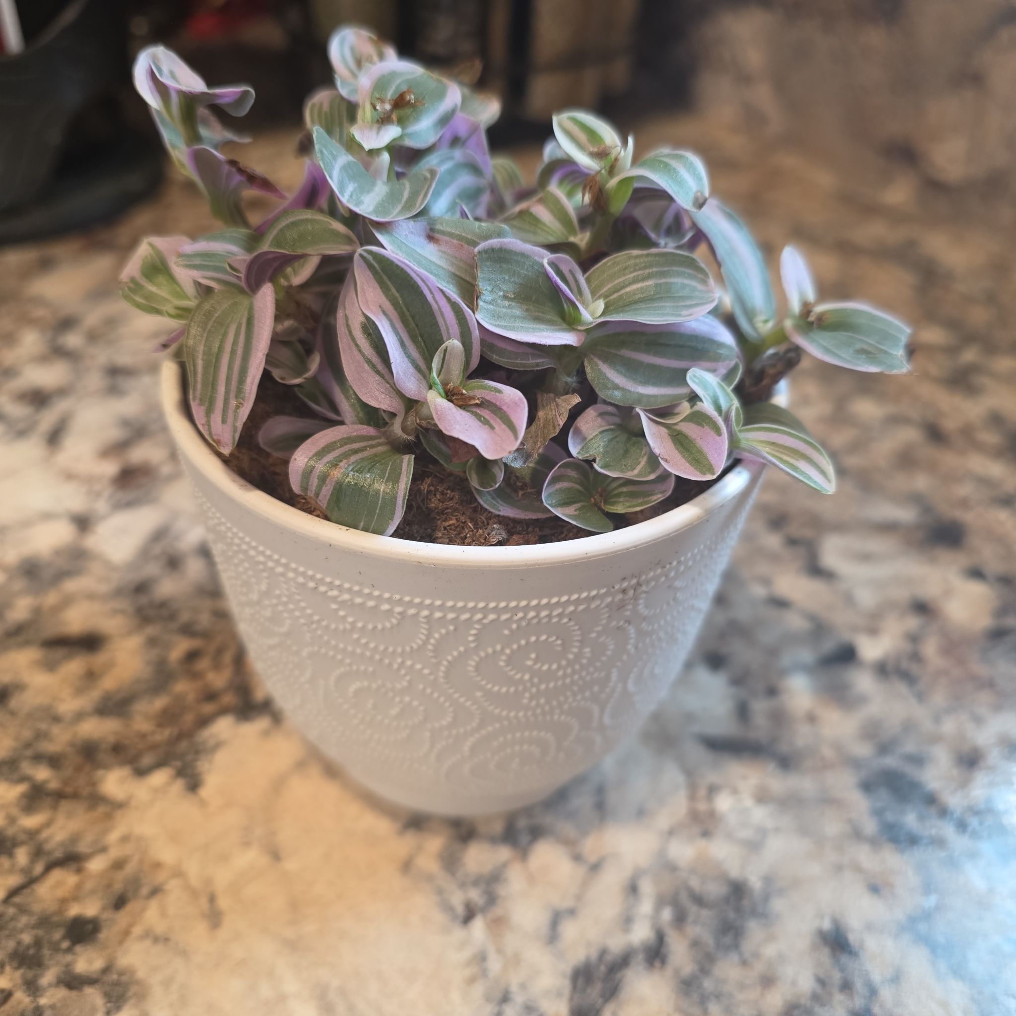 Photo of the plant species Feeling Flirty by @HipCacto92 named Stella on Greg, the plant care app