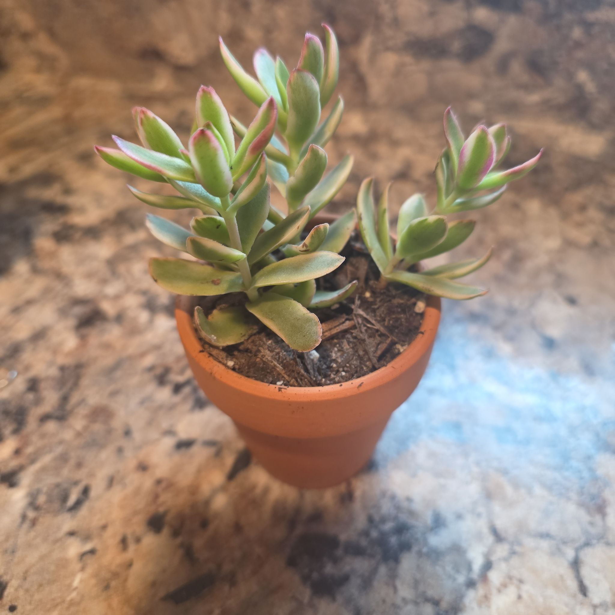 Photo of the plant species Crassula capitella 'Daydream' by @HipCacto92 named Scarlett on Greg, the plant care app