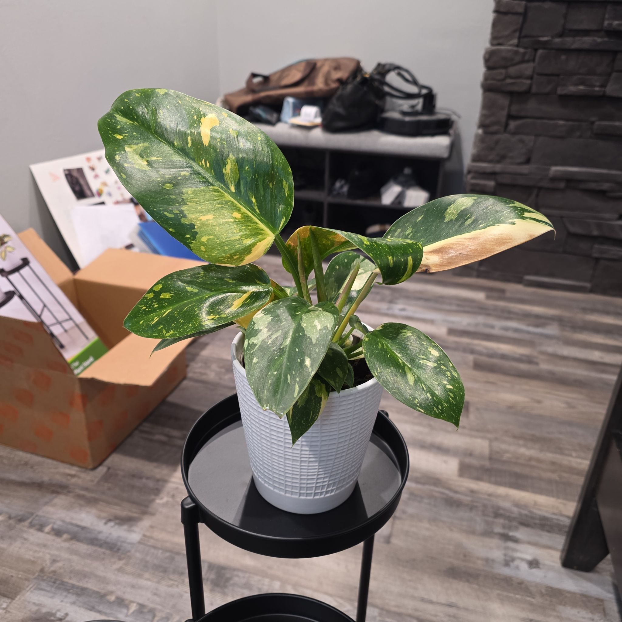 Photo of the plant species green congo by @HipCacto92 named Xena on Greg, the plant care app