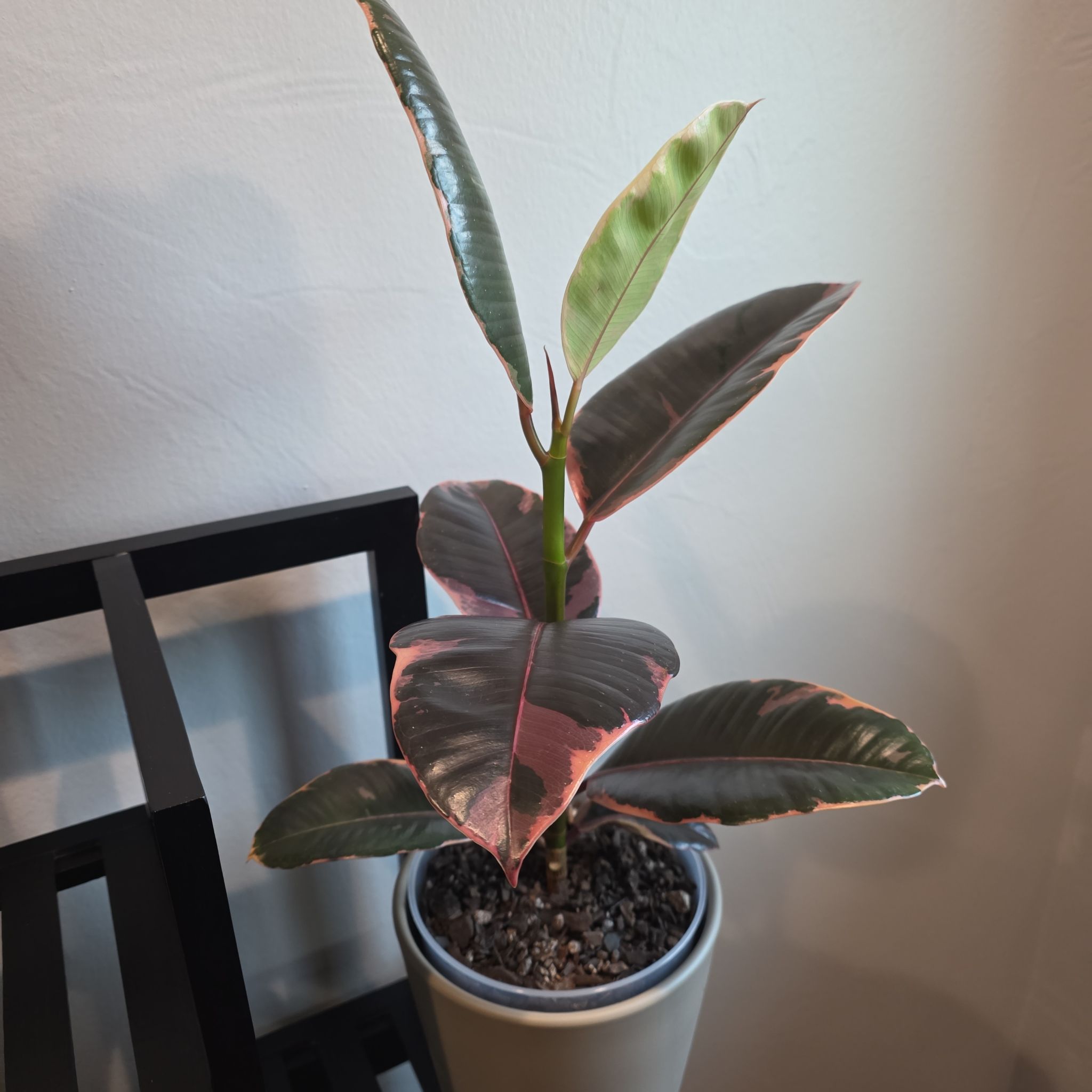 Photo of the plant species Rubber Plant 'Belize' by @HipCacto92 named Ruby on Greg, the plant care app