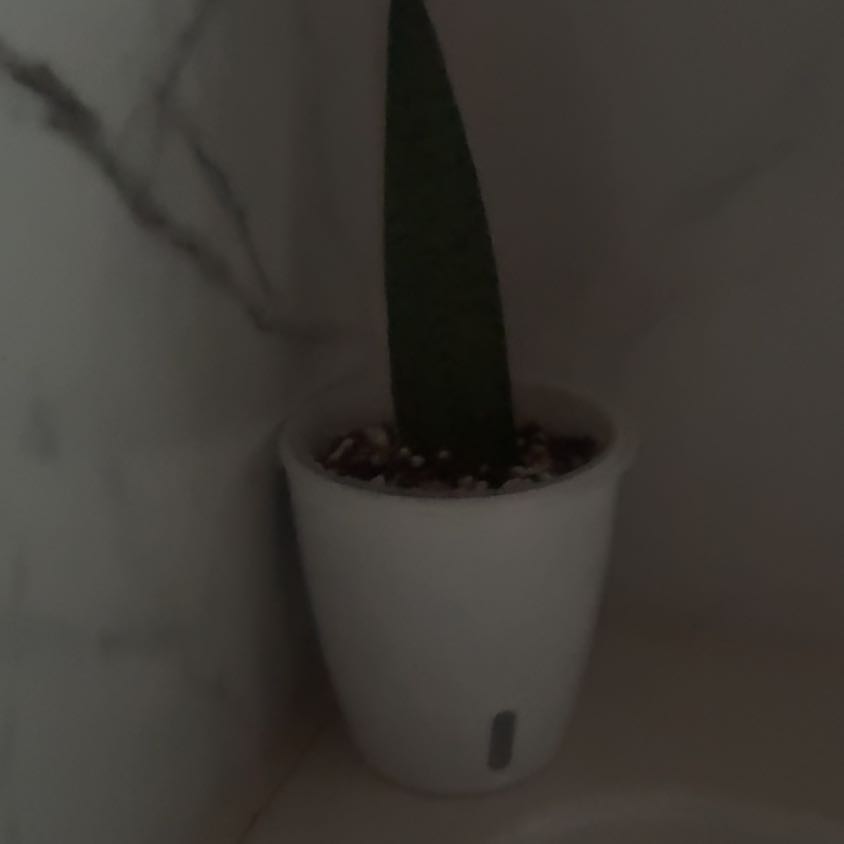 Photo of the plant species mother in law tongue by @CoolKaro50 named Clooney on Greg, the plant care app