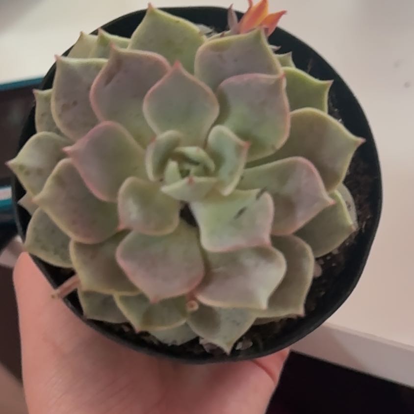 Photo of the plant species Echeveria 'Angel Kissed' by @HeroRhubarb45 named Justin Bieber on Greg, the plant care app