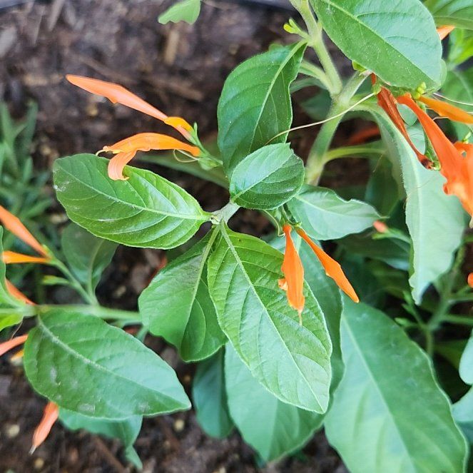 Photo of the plant species Mohintli by @PrizedPepper34 named Gomez on Greg, the plant care app