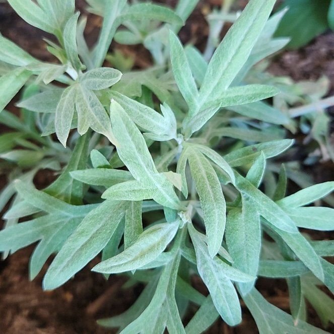 Photo of the plant species Columbia River Wormwood by @PrizedPepper34 named Luna on Greg, the plant care app