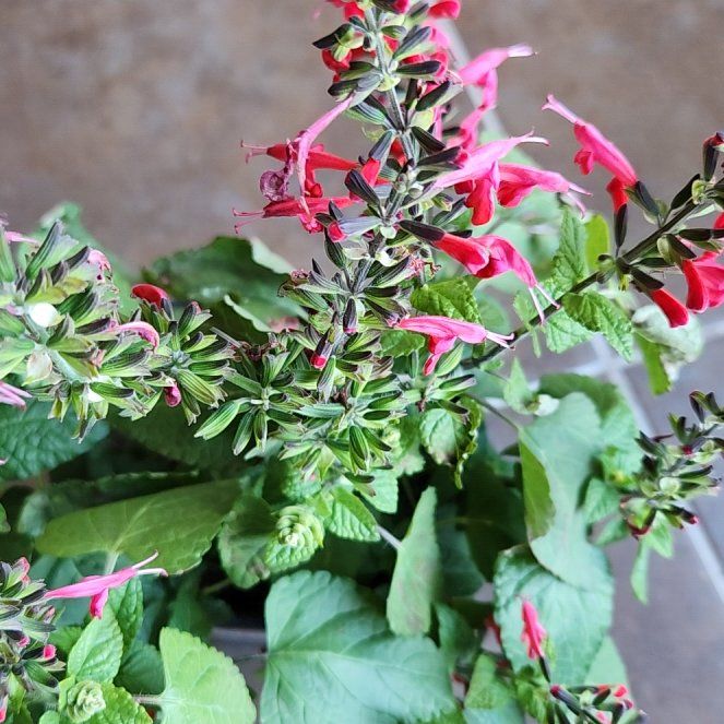 Photo of the plant species Blood Sage by @PrizedPepper34 named Gates on Greg, the plant care app