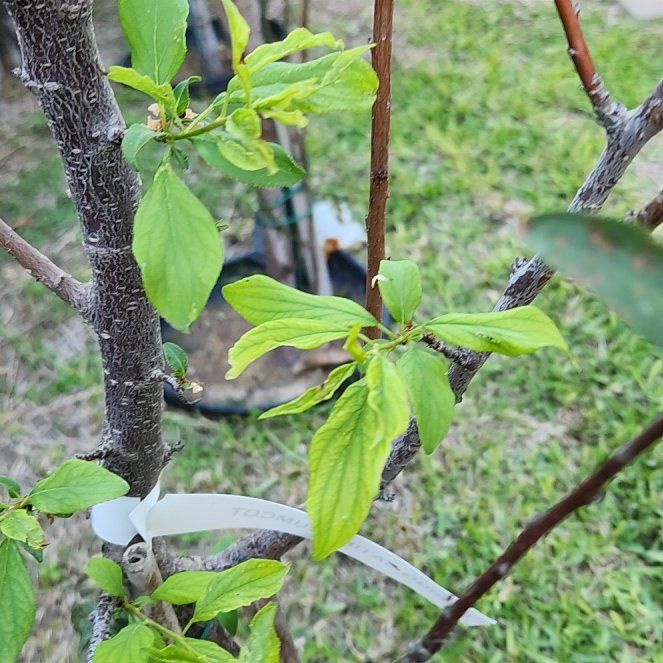 Photo of the plant species American Plum by @PrizedPepper34 named Surya on Greg, the plant care app