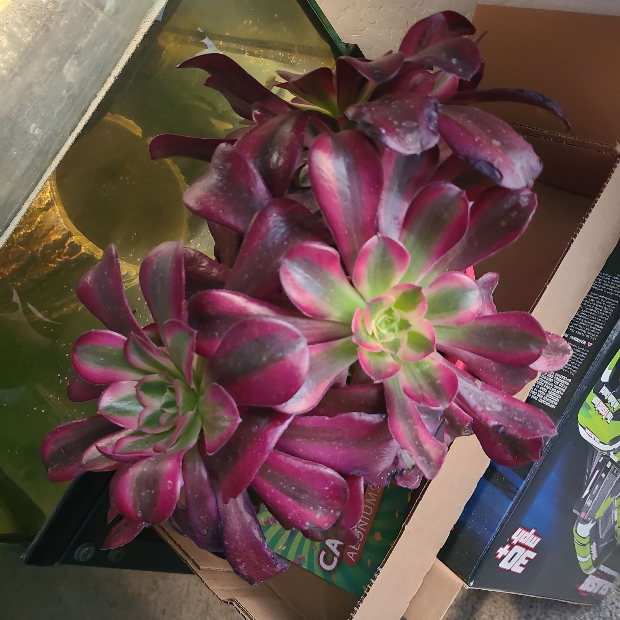 Photo of the plant species Treeleek by @PluckyCocoplum named Violet on Greg, the plant care app