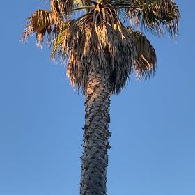 Photo of the plant species Mexican Fan Palm by @VapeCactus named Bella on Greg, the plant care app