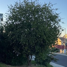Photo of the plant species European Mistletoe by @VapeCactus named Captain Plant-it on Greg, the plant care app