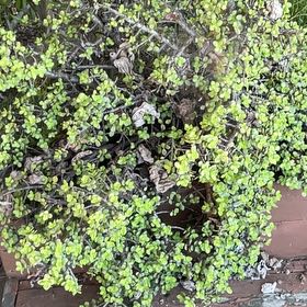Photo of the plant species Common Water-Starwort by @VapeCactus named Beyonce on Greg, the plant care app