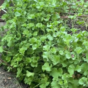 Photo of the plant species Creeping Groundsel by @VapeCactus named Rihanna on Greg, the plant care app