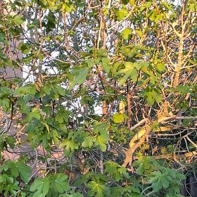 Photo of the plant species Castor Bean by @VapeCactus named Walt on Greg, the plant care app