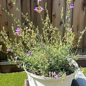 Photo of the plant species Purple Toadflax by @WillWeed43 named ChloroPhil on Greg, the plant care app