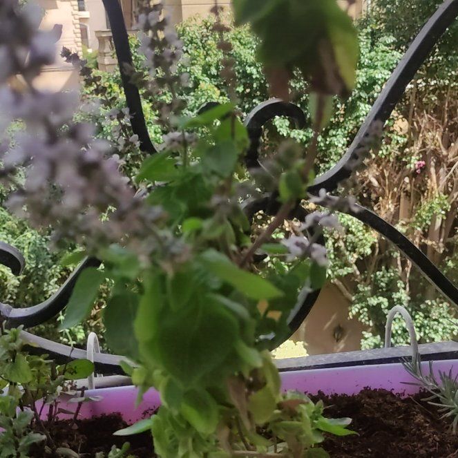 Photo of the plant species Holy Basil (Tulsi) by @EarthyFlatpea86 named Wall-E on Greg, the plant care app