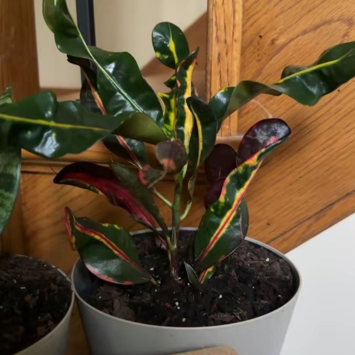 Photo of the plant species Croton Curly Boy by @LadyCedarSaint named Curly on Greg, the plant care app