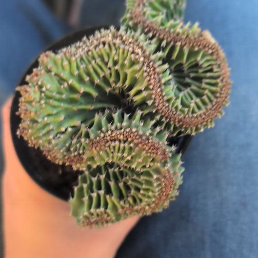 Photo of the plant species Crested Cat Tails Euphorbia by @AlwaysDamsii20 named Tonks on Greg, the plant care app