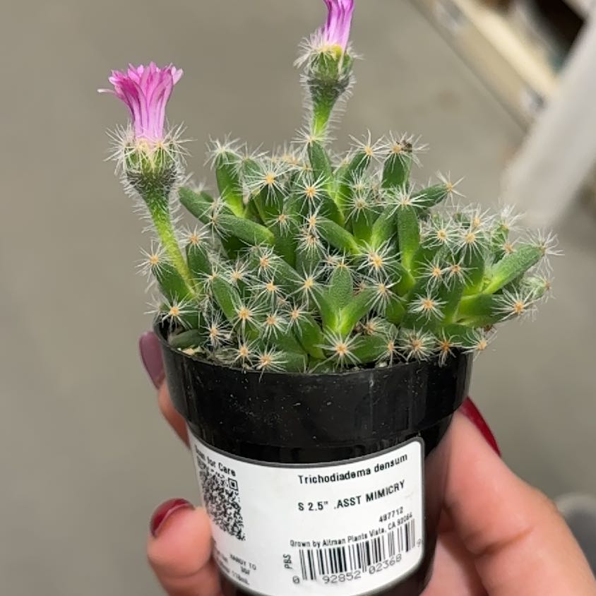 Photo of the plant species Miniature Desert Rose by @GraciousMango named Khaleesi on Greg, the plant care app