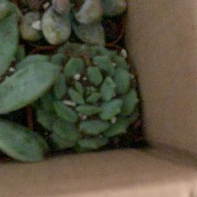 Photo of the plant species Common Duckmeat by @TryLentil80 named Pax on Greg, the plant care app