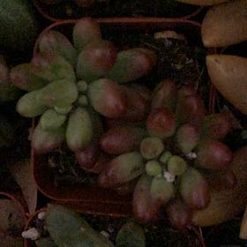 Photo of the plant species Crassula Orbicularis by @TryLentil80 named Figyonce on Greg, the plant care app