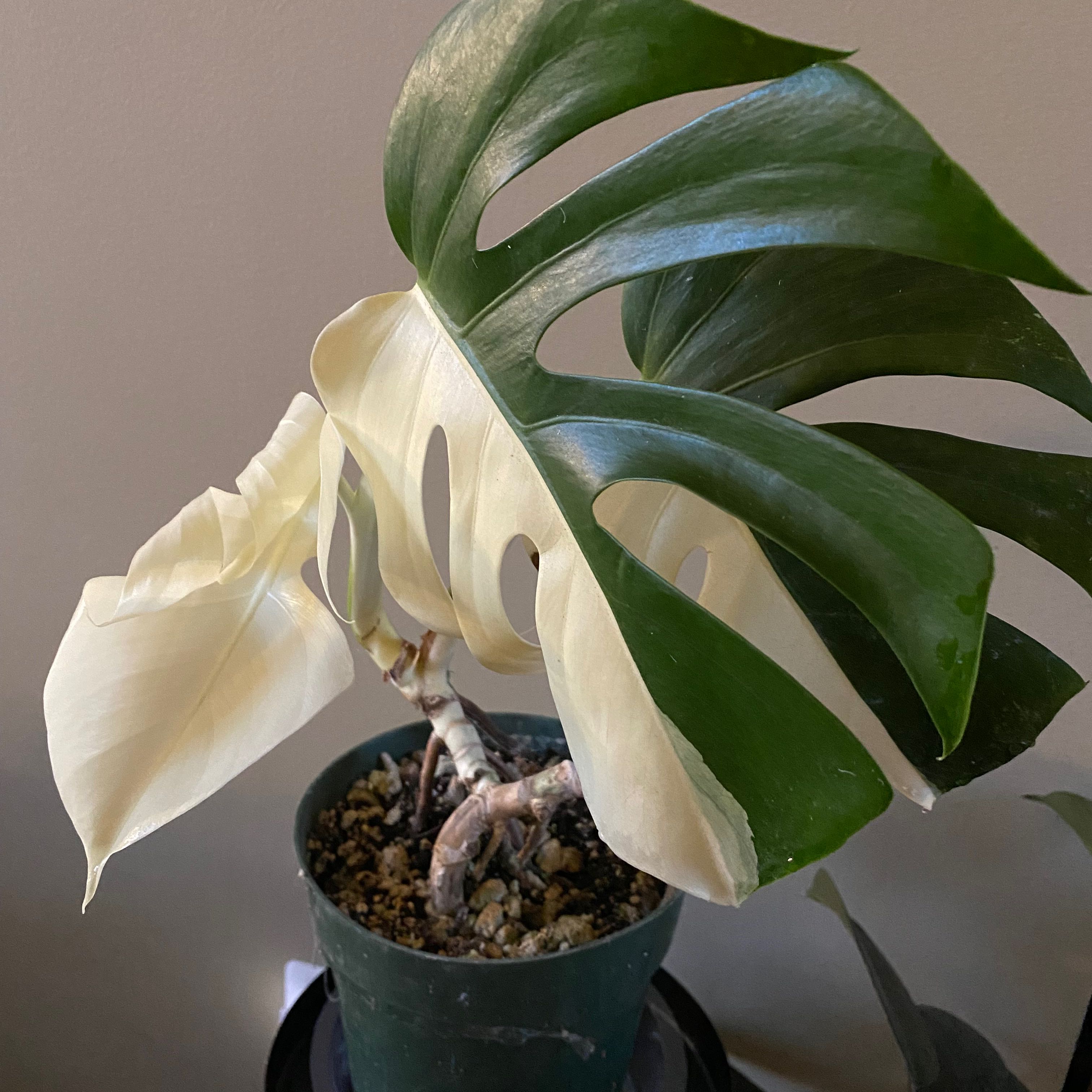 Monstera 'Albo' plant with variegated leaves in a pot, well-framed and in focus.
