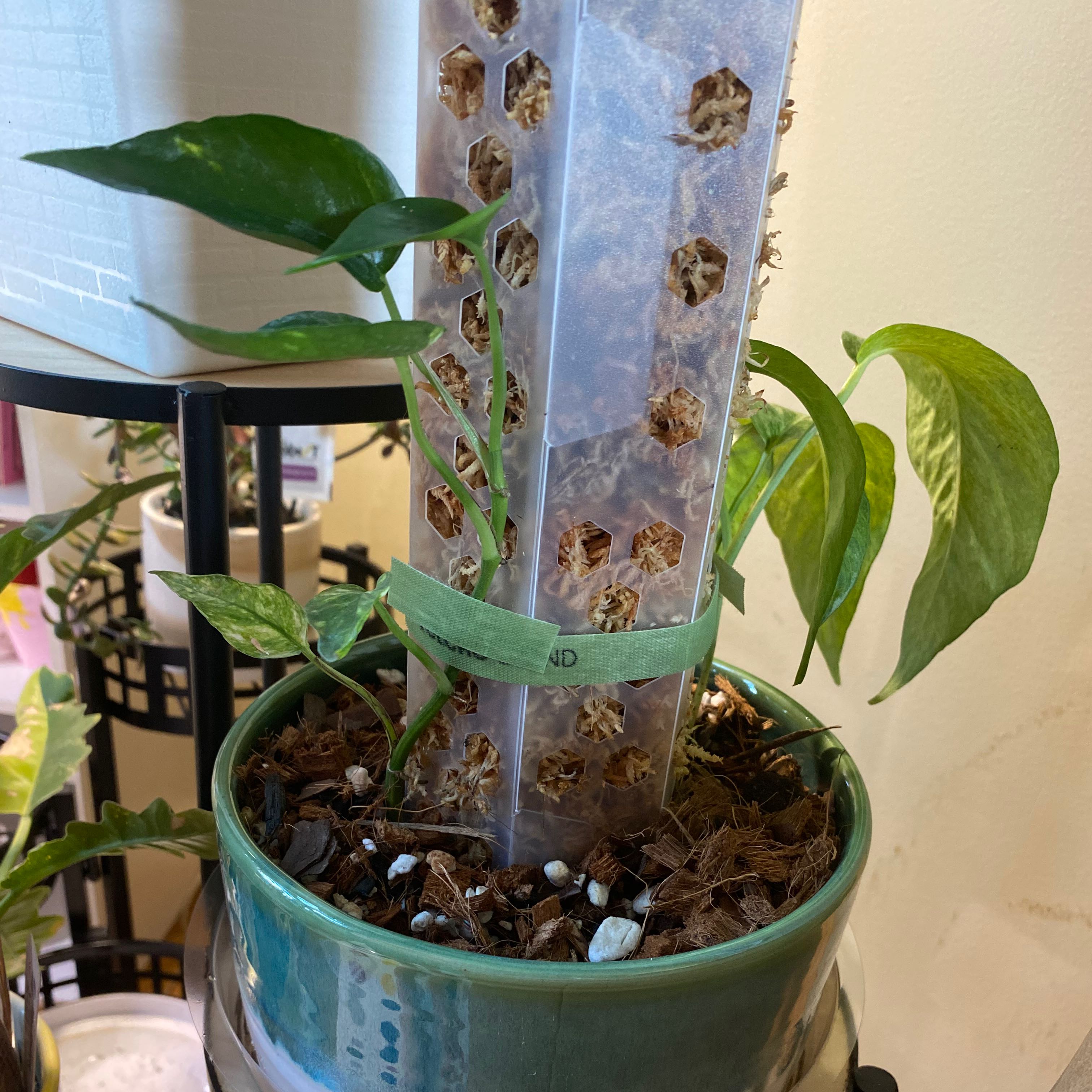 Variegated Epipremnum pinnatum plant in a green pot with a support structure.