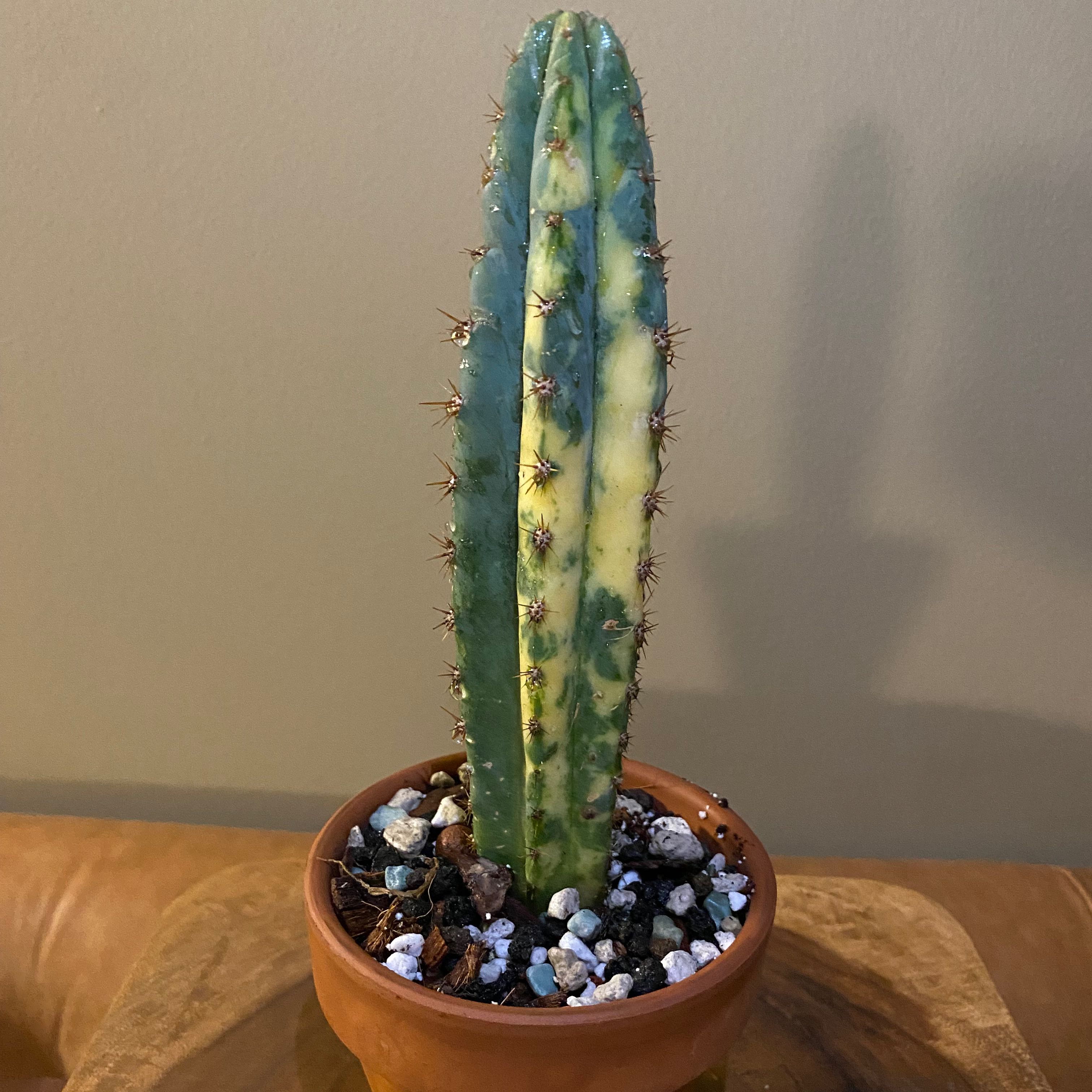 Photo of the plant species Variegated San Pedro Cactus by @Mrsjenger named Pedro on Greg, the plant care app