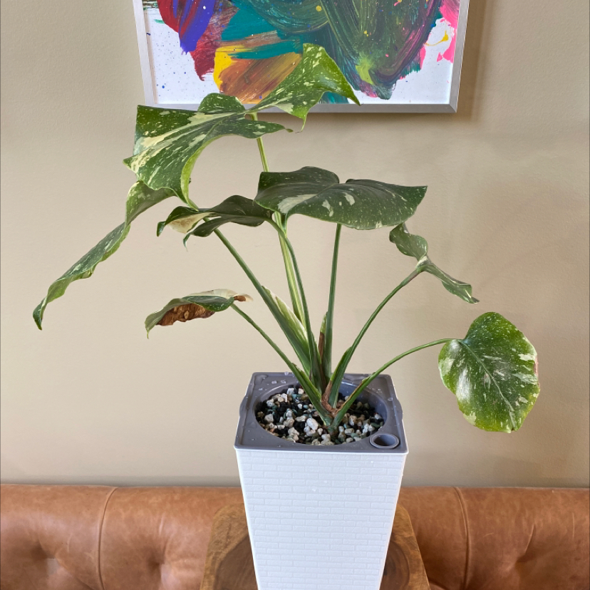Thai Constellation Monstera plant in a white pot with variegated leaves and some browning edges.
